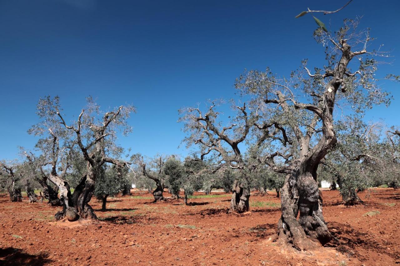 Masseria Conca D'Oro Остуни Екстериор снимка