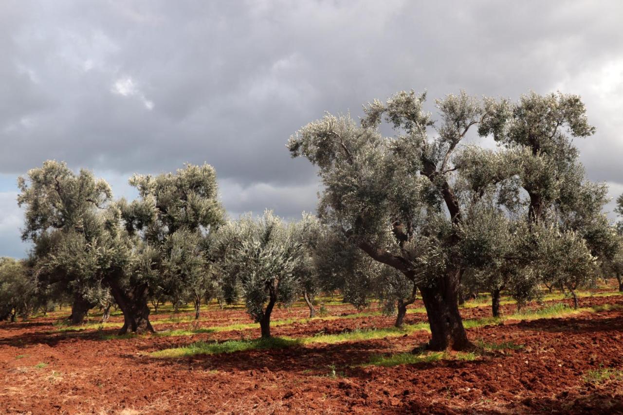 Masseria Conca D'Oro Остуни Екстериор снимка