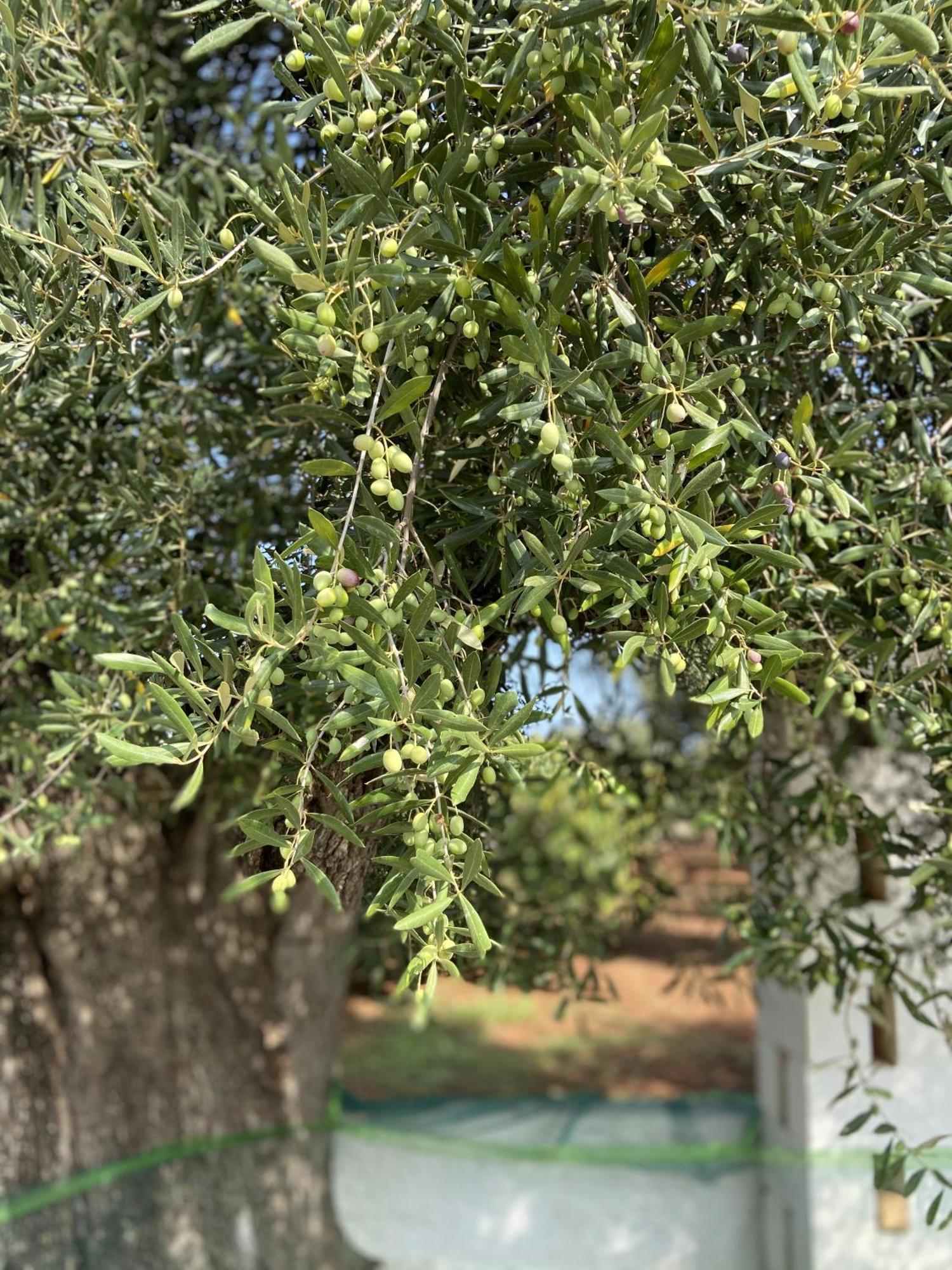 Masseria Conca D'Oro Остуни Екстериор снимка